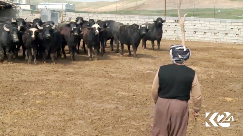 به‌خێوكردنی گامێش له‌ كوردستان خه‌ریكه‌ له‌ ناوده‌چێێت